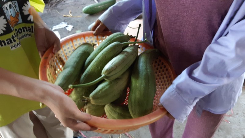 Các loại nông sản được người dân hái trong vườn nhà.