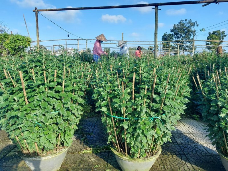 Ngắt nụ hoa cúc ở các nách lá để cây tập trung dinh dưỡng nuôi các nụ chính.