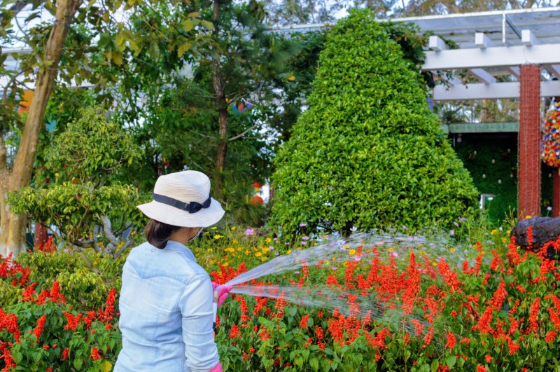 Tưới nước cho cây