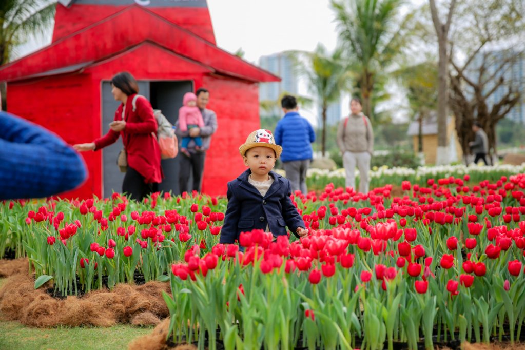 Từ lâu, hoa tulip đã trở thành biểu tượng của đất nước Hà Lan xinh đẹp, tượng trưng cho sự giàu có sung túc, cho tình yêu và cuộc sống vĩnh cửu bởi tulip thường nở rộ vào mùa Xuân – mùa của sự sống tràn trề nảy nở.