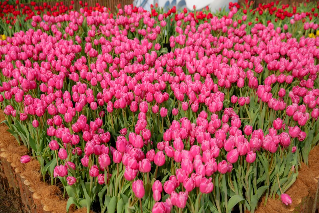 Hoa tulip được trồng thành từng thảm hoa trải dài, tạo nên cảnh sắc của một chốn thiên đường mộng mơ, tràn đầy sức sống.