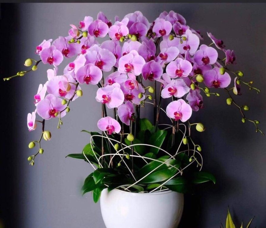 Phong lan không chỉ đẹp mà còn rất tốt cho sức khỏe.