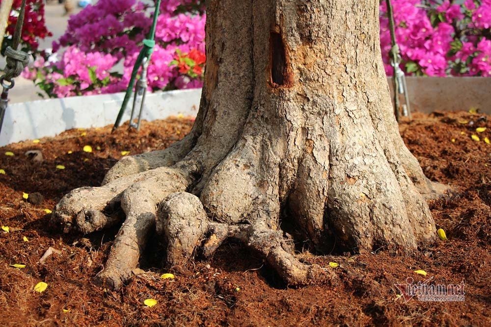 Gốc cây có đường kính lên tới hơn 1 mét. Ảnh: Vietnamnet.