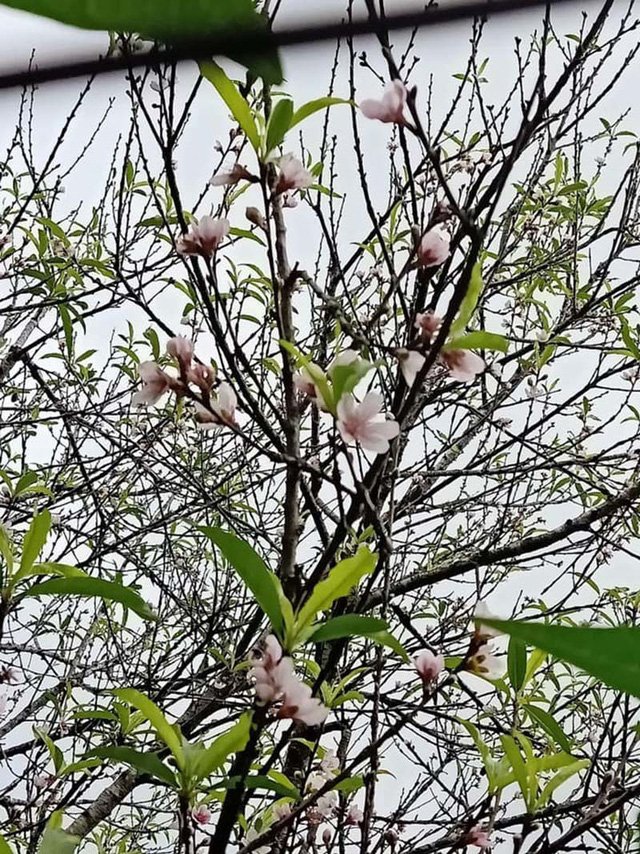  Theo dân buôn, dịp này ở những vùng núi, hoa đào bắt đào chớm nở, người dân tranh thủ chọn lựa, cắt tỉa những cành đào nở sớm đem bán