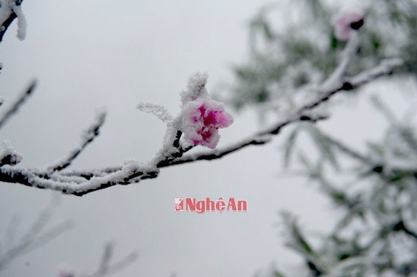 Những bông hoa đào ngậm tuyết đem đến một cảm giác vô cùng thi vị trên vùng biên viễn.