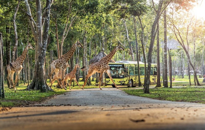 Vinpearl Safari Phú Quốc là điểm đến khám phá thiên nhiên hoang dã không thể bỏ lỡ.