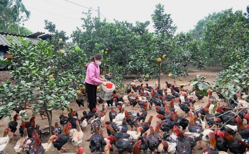  Nhờ có nguồn vốn tín dụng chính sách, đời sống người dân ở nhiều địa phương được cải thiện đáng kể.