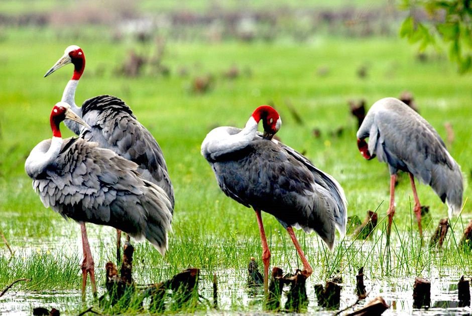  Vườn quốc gia Tràm Chim có hơn 130 loài thảm thực vật khác nhau, có 231 loài chim nước thuộc 25 chi, 49 họ với nhiều loài chim quý (Ảnh minh hoạ)