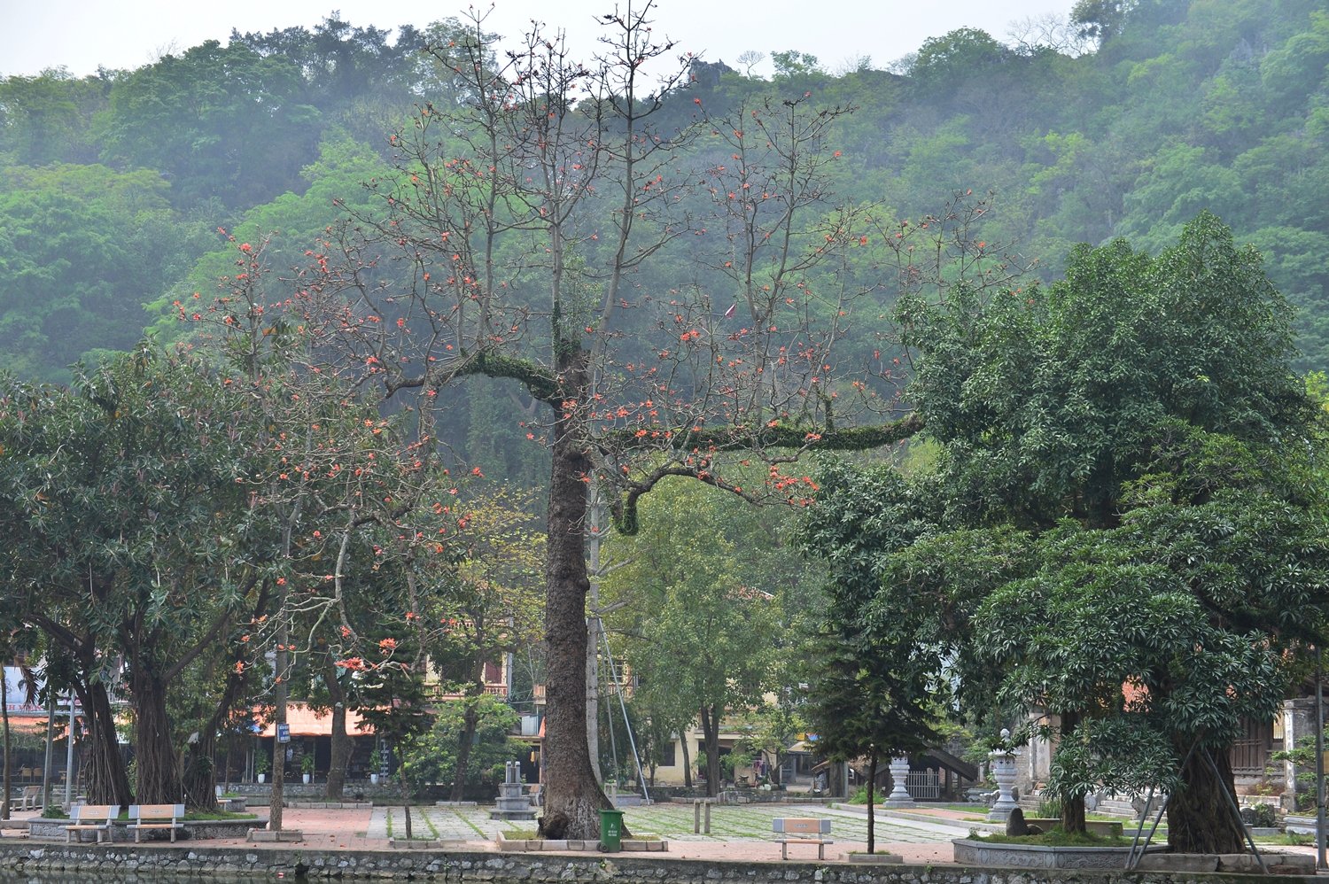 Thời điểm cuối tháng 3 cũng là lúc cuối mùa hoa gạo. Rồi khi hoa rụng hết cây gạo lại vươn mình đón thời tiết chuyển giao mùa.
