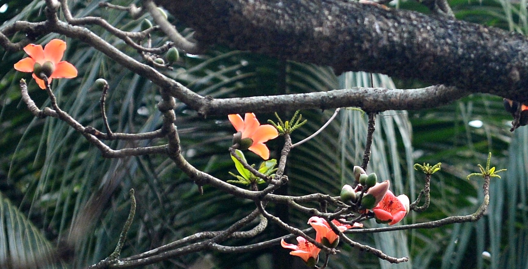 Có người chẳng thích tiết trời tháng ba ẩm ương, nồm ướt và cũng chẳng thích màu gắt đỏ của hoa gạo, ấy thế mà khi chúng quyện vào nhau lại khiến người khác dễ rung rinh đến thế.