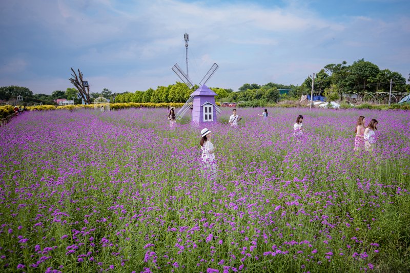 Tại đây, hàng nghìn cây hoa oải hương thảo đang khoe sắc tạo nên một thảm hoa tuyệt đẹp.