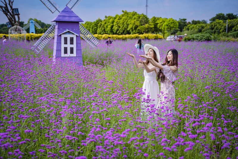 Được biết, loài hoa này có nguồn gốc ở châu Âu. Tại Việt Nam, loài hoa này thường thấy ở Sa Pa, Lào Cai nhưng gần đây đã xuất hiện ở Hà Nội. Hoa oải hương thảo có mùi thơm dịu gần giống với hoa oải hương của Pháp. Cũng chính vì điều này, nơi đây nhanh chóng thu hút được nhiều bạn trẻ đến 