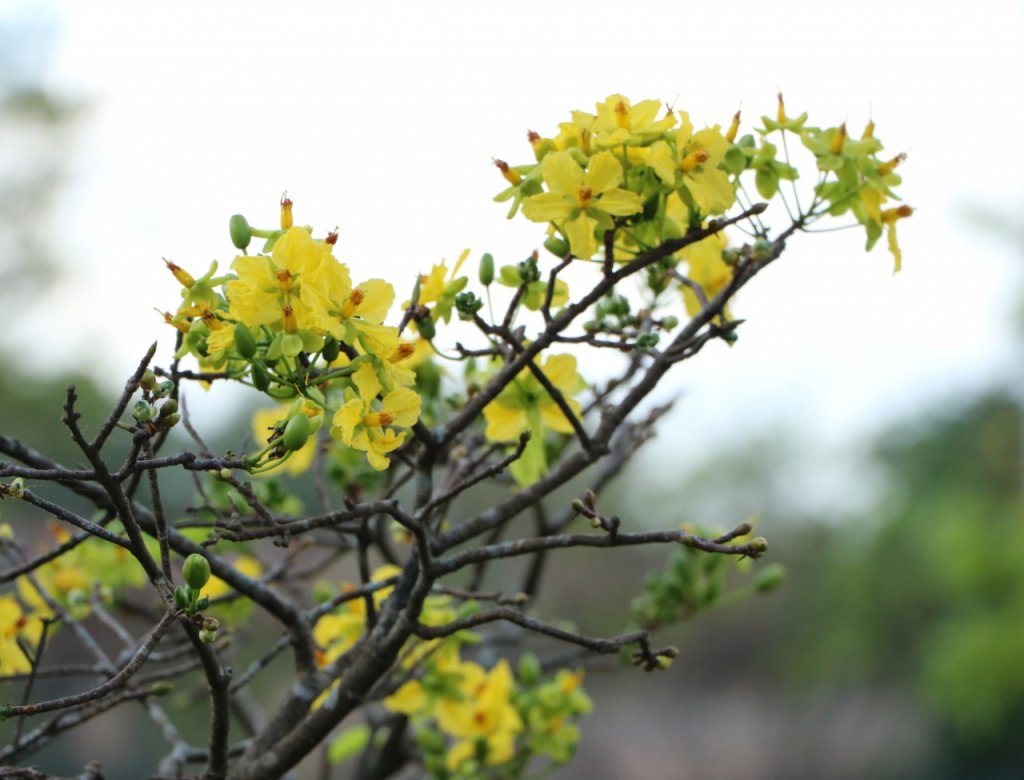 Hoa mai khoe sắc.