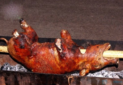 Lợn cắp nách