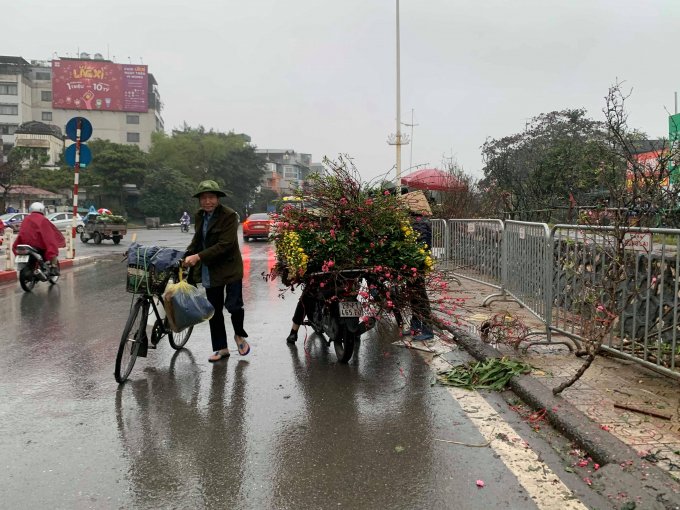 Từng cành đào được bó trên những chiếc xe để được chở đi.