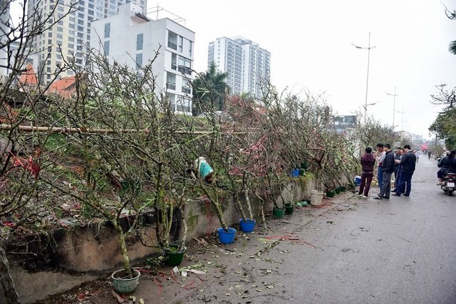 Không chỉ có đào, lê rừng cũng được bày bán khá nhiều. Trung bình một cành lê ở chợ Quảng An có giá giao động từ 800.000 đồng đến 5 triệu đồng.