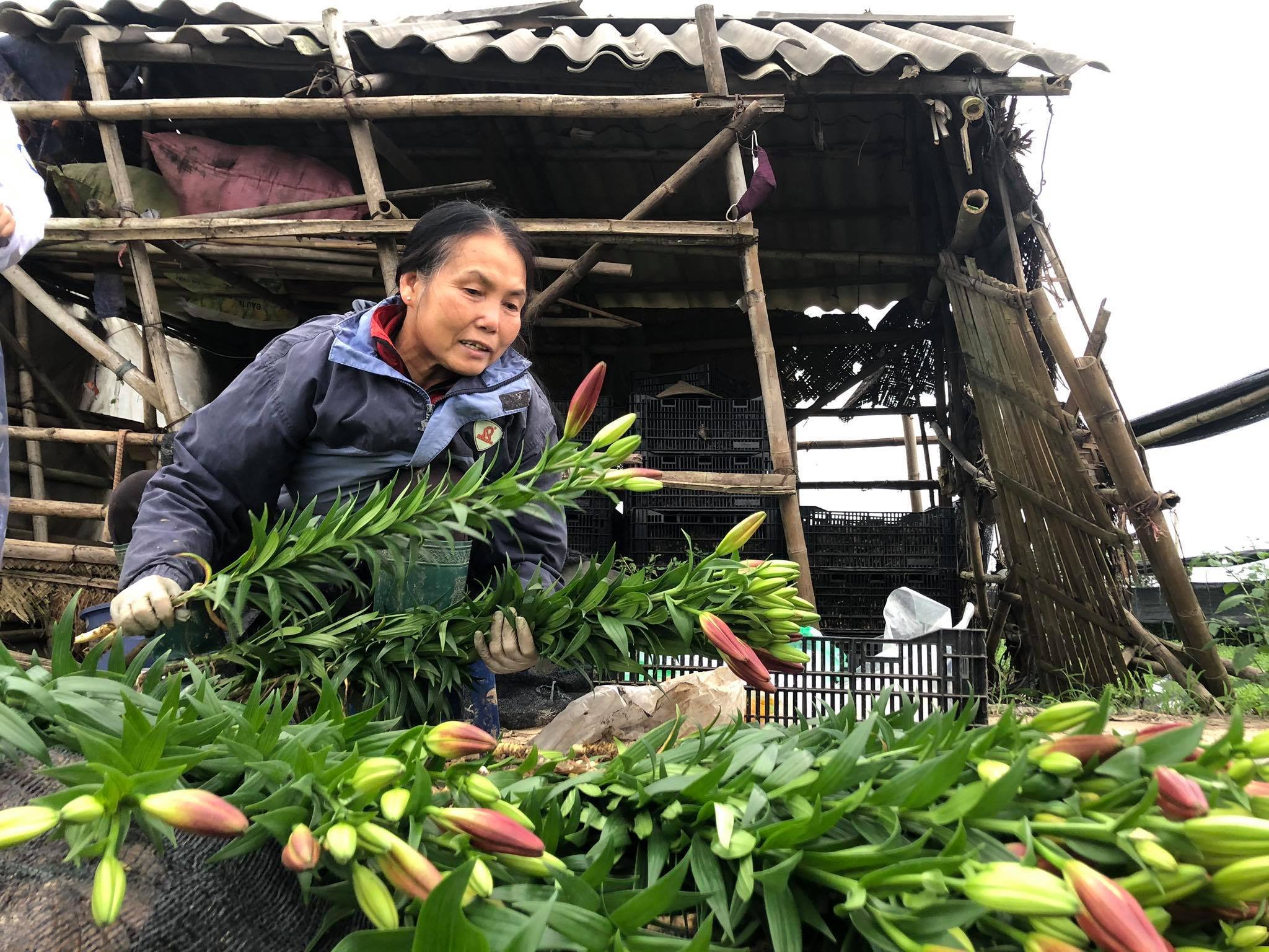 Mùa này thì nhà nào cũng bị lỗ nhưng nặng nhất vẫn là hoa ly vì con giống có giá cao. Chưa tính công chăm sóc, vun trồng, phân bón cũng đã lỗ vài chục triệu 1 xào. Giờ cứ cố gắng thu dần bán được bao nhiêu thì bán, dịch bệnh mà nên khó khăn chung. Thấy hoa đẹp cứ tưởng thắng vụ nhưng lại thành bại, hoa thì cười rồi nhưng người khóc. Mà cũng không khóc được”, bà Hạnh tâm sự.