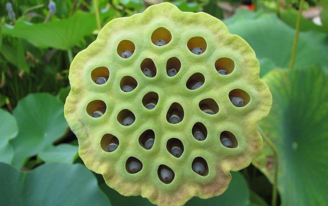 Hội chứng Sợ lỗ (có tên khoa học là Trypophobia)