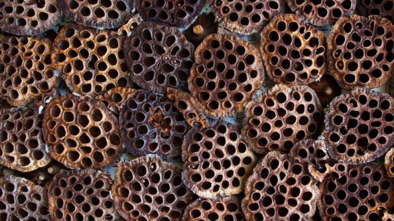 Những người mắc hội chứng sợ lỗ sẽ có cảm giác 