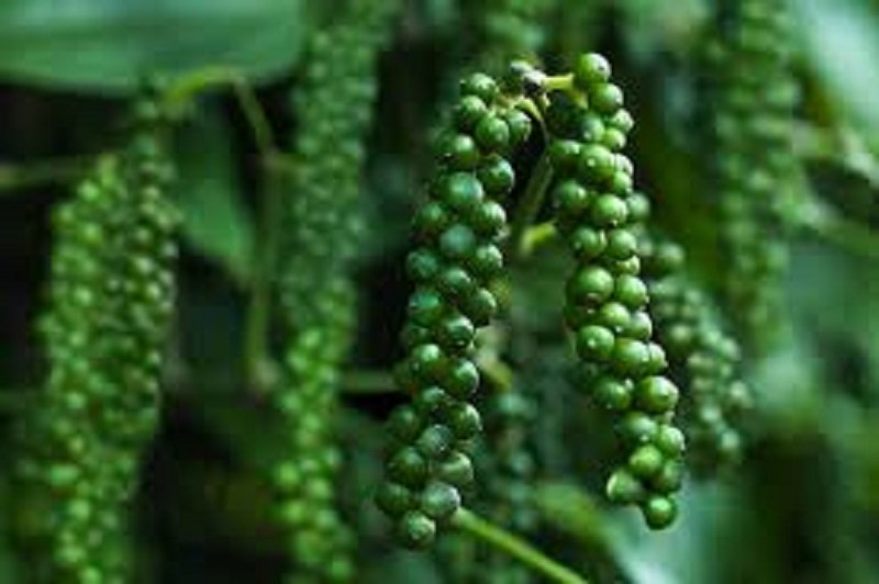 Giá tiêu hôm nay ở Tây Nguyên và miền Nam đi ngang
