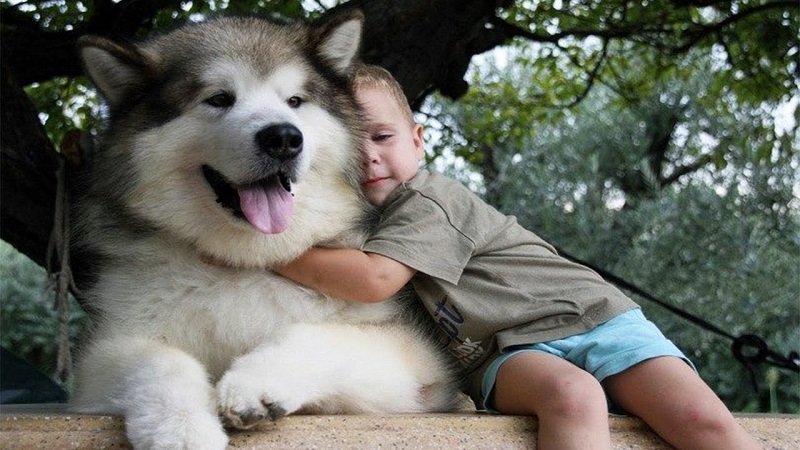 Nuôi chó Alaska có nguy hiểm không?