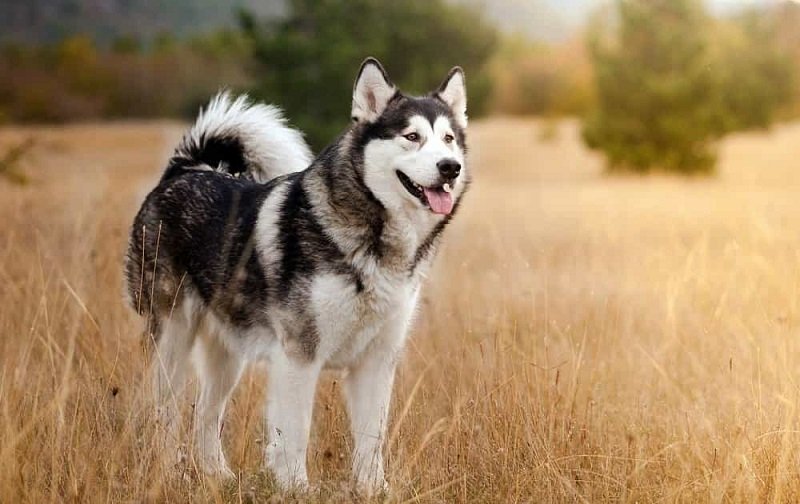 chó Alaska Malamute
