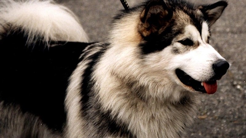 chó Alaska lai