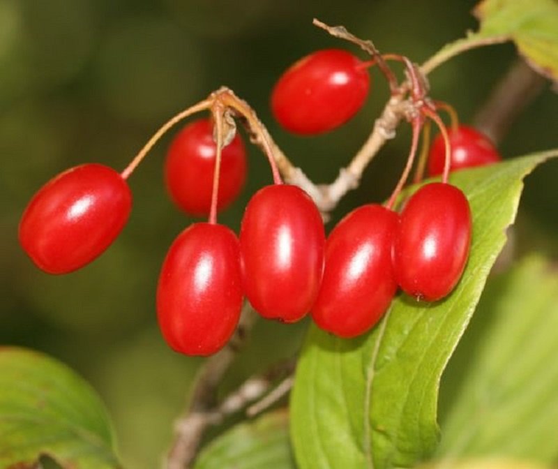 Phong tục giắt lá thù du