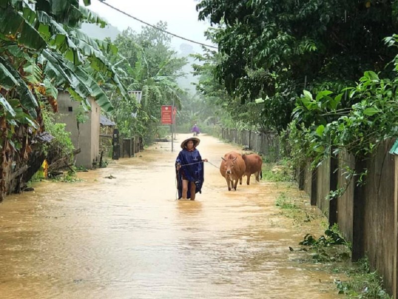 Người dân đưa trâu bò đến nơi an toàn