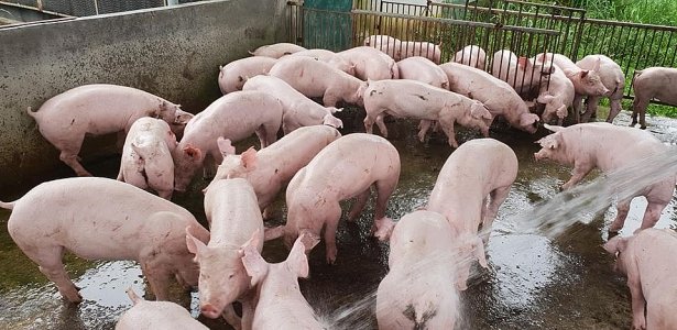 Giá lợn (heo) hơi những ngày qua giảm liên tiếp.