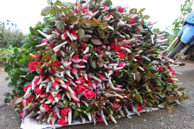 Giá hoa 8/3 giảm mạnh, hoa hồng hiện dao động 1.000 - 2.000 đồng/ bông.