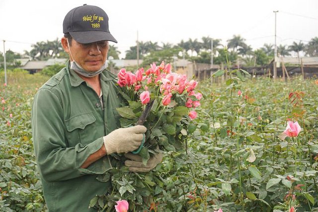 Theo người trồng hoa, năm nay tiền bán hoa chưa chắc đã bù lại được tiền thuê đất, phân bón...