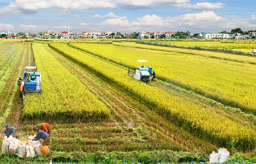 Giá gạo trong nước hôm nay