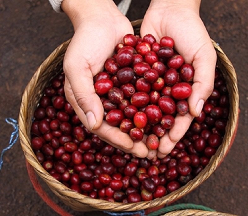 Giá cà phê hôm nay 13/4, cập nhật giá cà phê Tây Nguyên, giá cà phê nguyên liệu, giá cà phê Lâm Đồng, Đắk Nông, Gia Lai