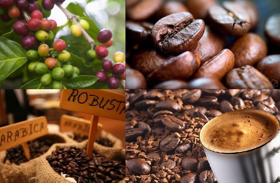 Robusta là loại cà phê trồng nhiều ở Việt Nam