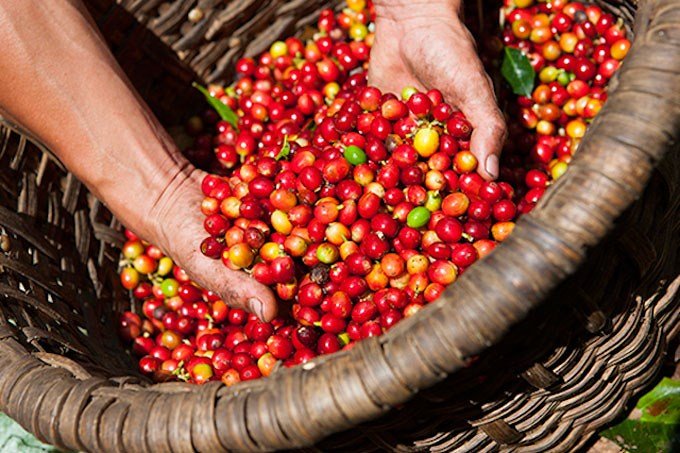 Robusta kỳ hạn vẫn đứng vững trong ngắn hạn không phải là điều quá bất ngờ