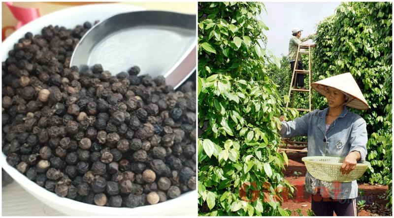 Giá tiêu hôm nay 27/4/2020, giá tiêu Tây Nguyên và miền Nam đứng giá đầu tuần. Dự báo giá tiêu tăng trong tuần (27/4-2/5).