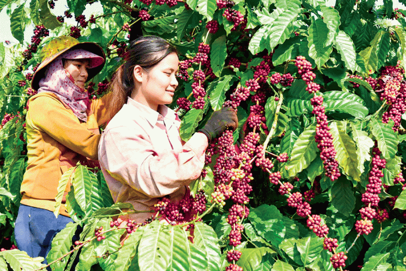 Thị trường giá nông sản hôm nay 4/5: Giá tiêu, giá cà phê đứng giá
