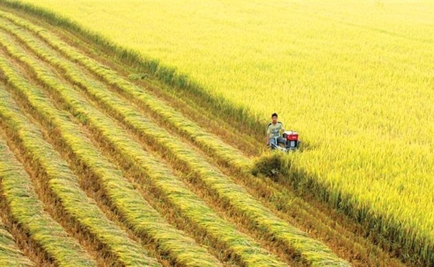 Đồng bằng sông Cửu Long vừa trúng mùa và trúng giá.