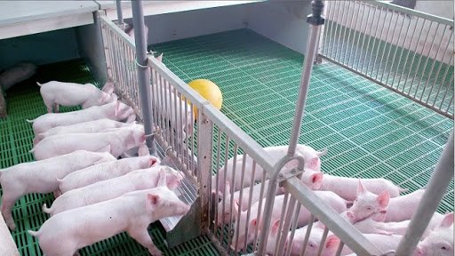 Giá lợn giống cao khiến người dân gặp khó khi tái đàn