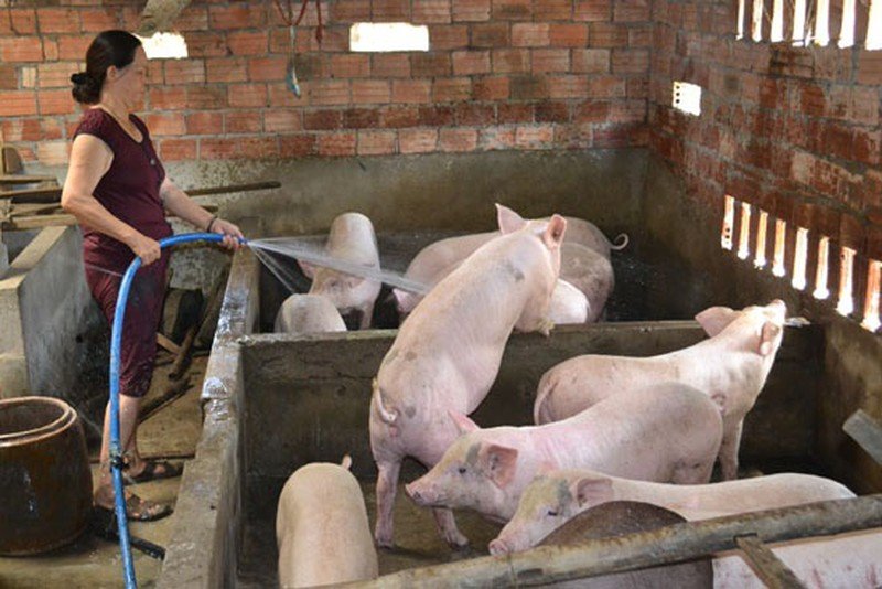 Như vậy, giá heo hôm nay tại miền Nam đang dao động quanh mức từ 85.000 - 93.000 đồng/kg.
