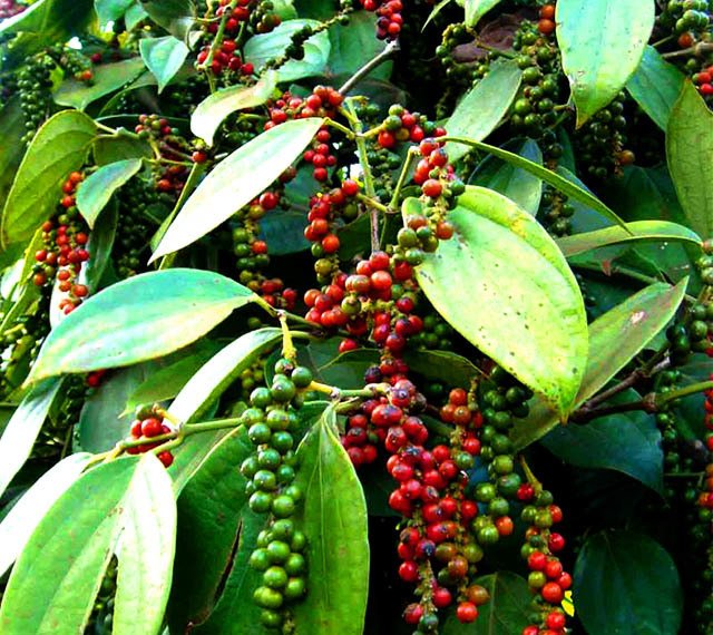 Giá tiêu hôm nay 11/5/2020, giá tiêu Tây Nguyên và miền Nam lặng sóng. Giá tiêu hiện đang dao động từ 38.000 - 40.000 đồng/kg.