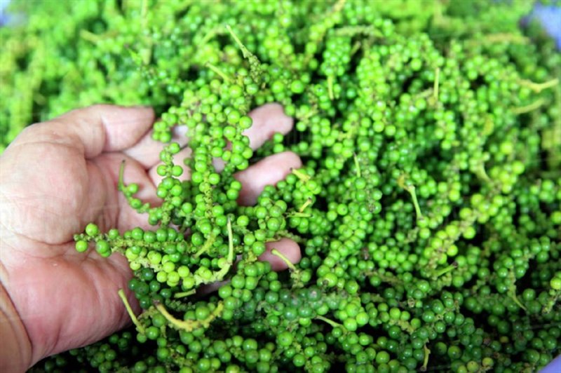 Giá tiêu hôm nay 13/5/2020, giá tiêu Tây Nguyên và miền Nam giảm 500- 1.000 đồng/kg tại Gia Lai và Đồng Nai.