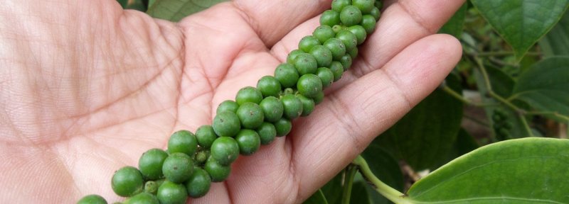 Giá tiêu hôm nay 14/5/2020, giá tiêu Tây Nguyên và miền Nam ghi nhận diễn biến trái chiều các địa phương.