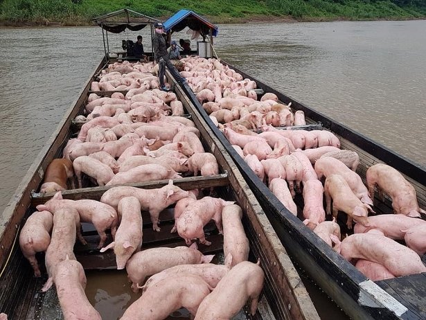 Giá heo hơi hôm nay 16/5 tại miền Nam dao động quanh mức từ 88.000 - 95.000 đồng/kg.