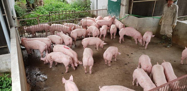 Giá heo hơi hôm nay 17/5, giá lợn hơi tại miền Bắc, giá heo hơi miền Nam, dự báo giá heo hơi thời gian tới, giá thịt lợn