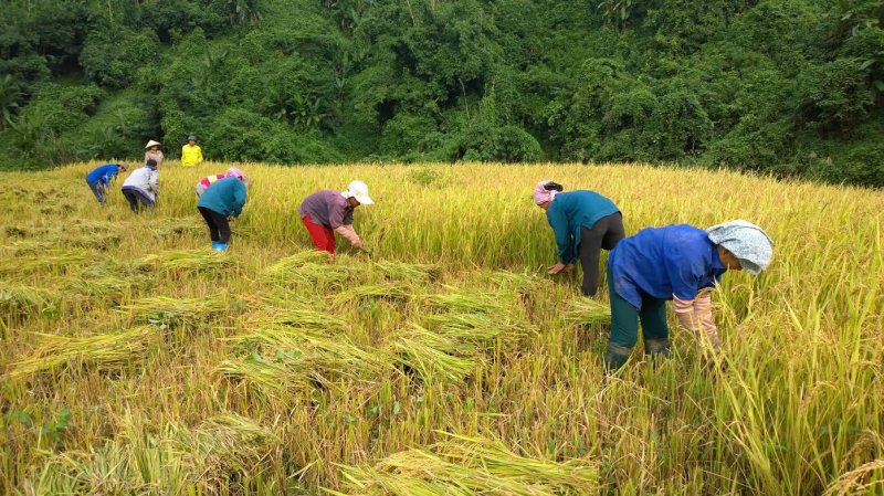 Những ngày qua, giá lúa tại khu vực ĐBSCL vẫn tiếp tục tăng cao và chạm cột mốc mới.