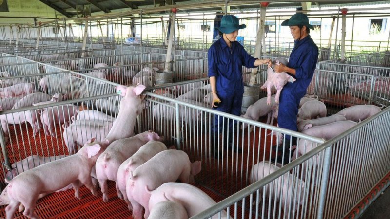 Giá heo cai sữa (6-7 kg/con) lên tới 3 triệu đồng/con, tăng 300.000 đồng/con so với 10 ngày trước đó.