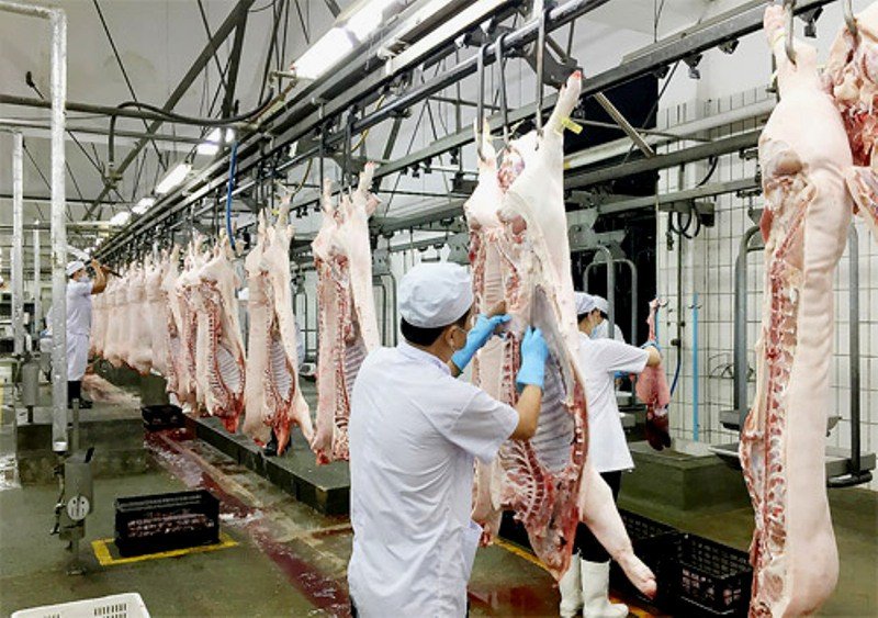 Giá heo hơi hôm nay vẫn trên 90.000 đồng/kg, giá lợn hơi bao giờ xuống 60.000 đồng/kg