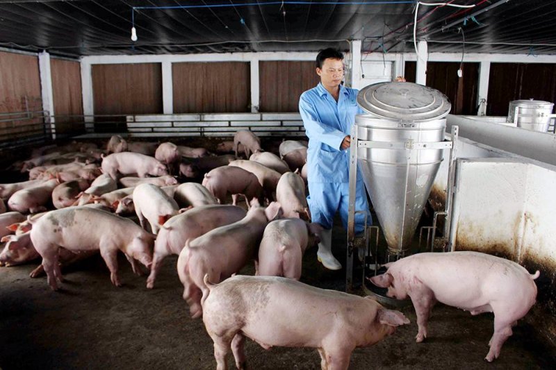 Tại Bắc Giang và Thái Nguyên hiện giao dịch ở mức 94.000 - 95.000 đồng/kg. Trong khi Ninh Bình vẫn là nơi thấp giá nhất ở mức 92.000 đồng/kg.